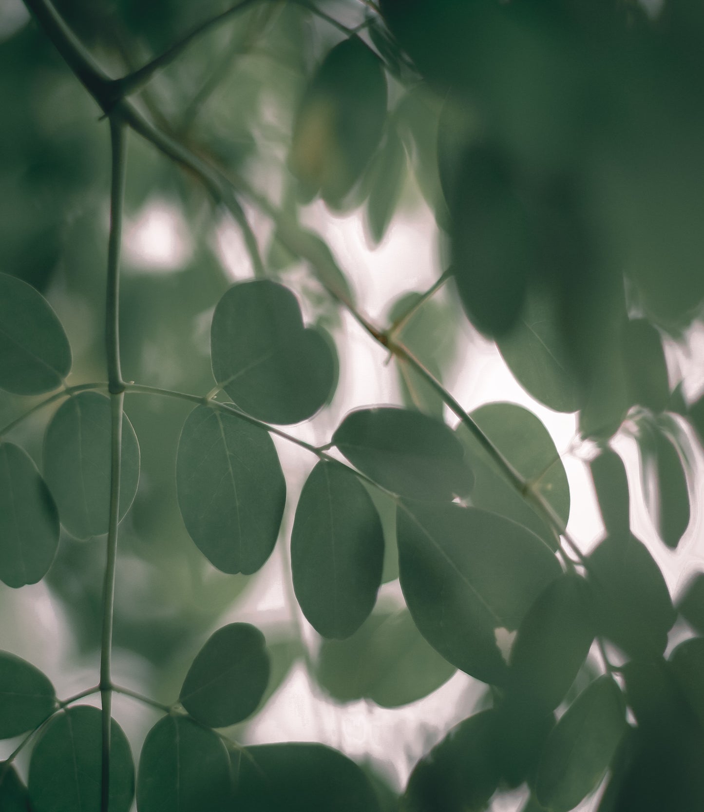 Moringa herbs